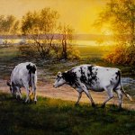 Cows