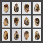 Seeds 2