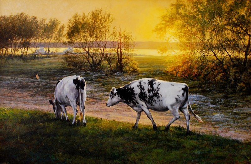 Cows